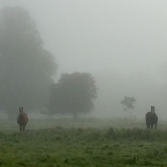 Grazinglands-1