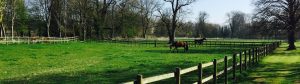 Grazinglands-21