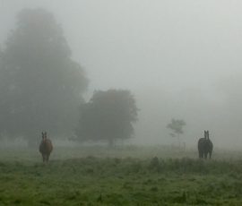Grazinglands-1